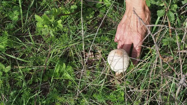 Picking fresh parasol mushroom, Macrolepiota procera