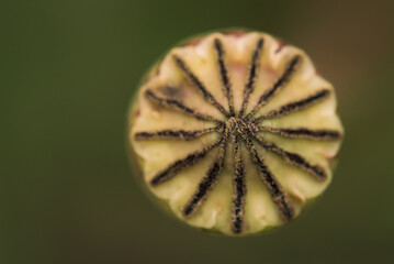 
SUMMER LANDSCAPE - Poppy head on a background of the field

