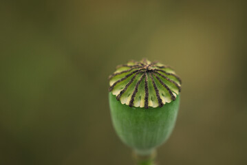 
SUMMER LANDSCAPE - Poppy head on a background of the field

