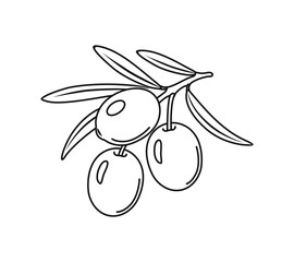 Olive outline icon. Vector food illustration.