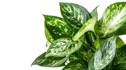 Elegant green and silver pothos plant leaves isolated against a stark white backdrop