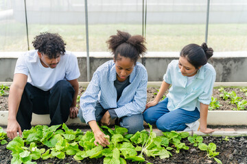 Group of young people working together in a greenhouse, growing and caring for green vegetables....