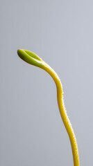Green sprout emerging from soil, showcasing delicate growth and vitality, against a soft gray background, symbolizing new beginnings and nature's resilience