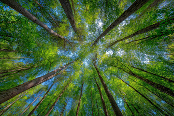 'In the lush, green forest, tall trees reach towards the blue sky with sunlight shining through their leaves.