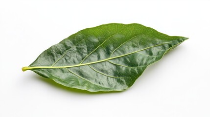 Single vibrant green leaf on pristine white, demonstrating nature's intricacy