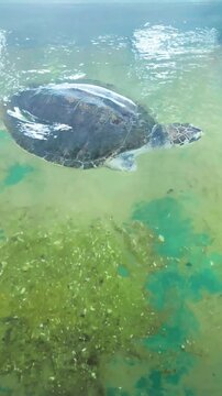 Old Sea Turtle Without Arms Resting in Shelter Pool &ndash; Survivor of Shark Attack in Conservation Center

