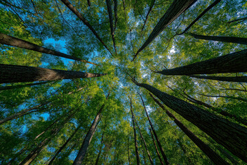 'In the lush, green forest, tall trees reach towards the blue sky with sunlight shining through their leaves.