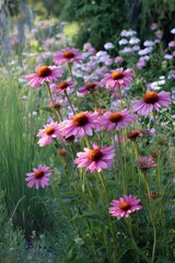 Obraz premium Pink coneflowers with raised center growing in a garden with ornamental grasses and other flowers in the background