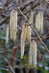 Naklejka premium Silvery male catkins dangling from Garrya elliptica branches, revealing delicate winter flowering details against soft background