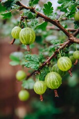 Green gooseberries glistening with raindrops, clustered on wet branches following summer shower