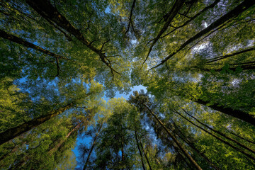 'In the lush, green forest, tall trees reach towards the blue sky with sunlight shining through their leaves.