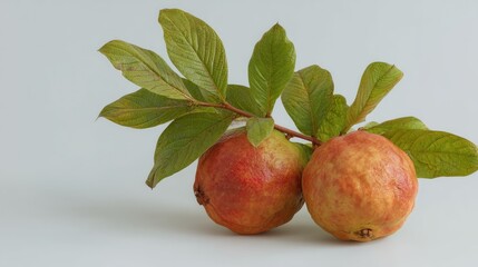 Guava Glow: The Sweet and Fragrant Local Fruit