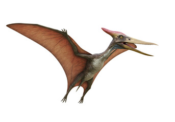 Pterosaur in Flight isolated on transparent background