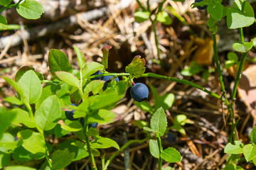 Naklejka premium blueberry bushes in the forest close-up, blueberry berry growing on a bush in the forest