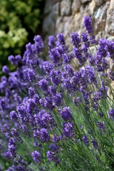Fototapeta premium Lavender flowers blooming vibrantly in front of a rustic stone wall, enhancing the beauty of a serene garden setting