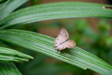 Macro photo of brown butterfly with eyespots resting on green leaf