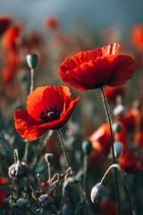 Obraz premium Two red poppies glowing in the sunlight in a field of other poppies, creating a vibrant and colorful scene