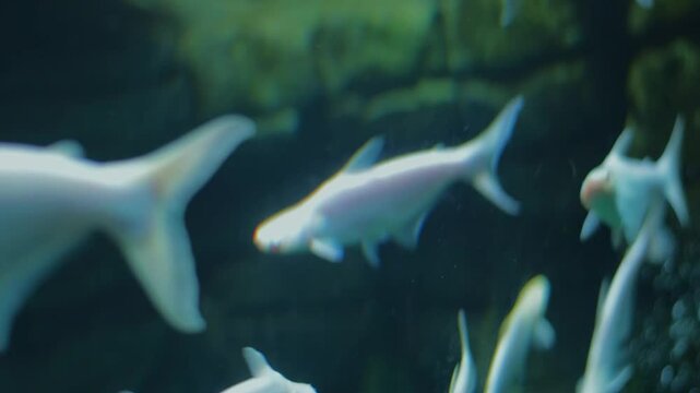 A school of albino Pangasianodon hypophthalmus (Pangasianodon hypophthalmus) swims in an aquarium.