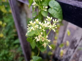 Mikania is a species of shrub in the Asteraceae family . This species has a climbing habit. The plant, known scientifically as Mikania micrantha, is native to the humid tropical biomes of the tropical