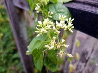 Mikania is a species of shrub in the Asteraceae family . This species has a climbing habit. The...