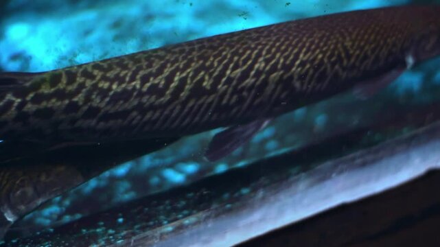 Alligator gar (Atractosteus spatula) swimming in an aquarium environment.