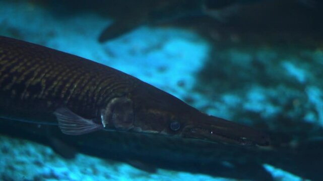 Alligator gar (Atractosteus spatula) swimming in an aquarium.