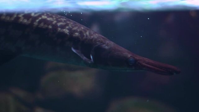 Spotted gar (Lepisosteus oculatus) swimming in an aquarium.