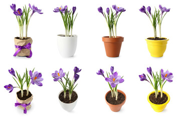 Set of beautiful blooming crocus plants on white background