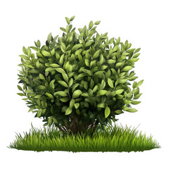 Verdant shrubbery with lush green grass plant foliage