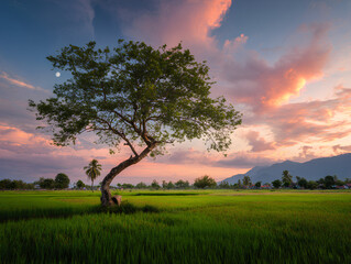 Fototapeta premium sunset over the field