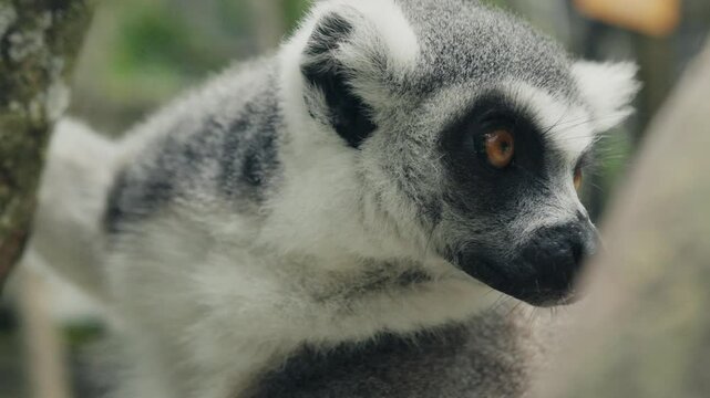 Ring-tailed lemur looking around and showing its striped fur