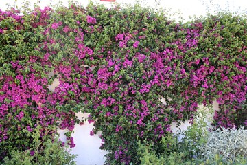 Colorful bougainvillea flowers in the street in Granada, Andalusia. Spain