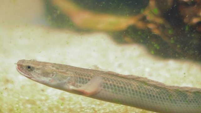 A single freshwater fish, the Dwarf Snakehead ( *Channa gachua*) swims in an aquarium.