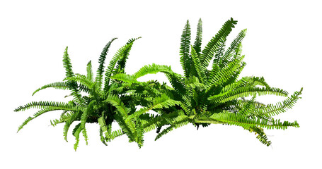 natural green fern bush isolated