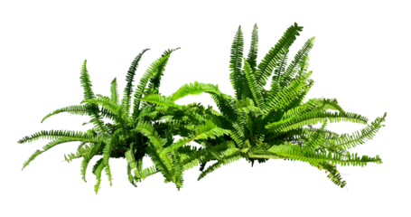 natural green fern bush isolated