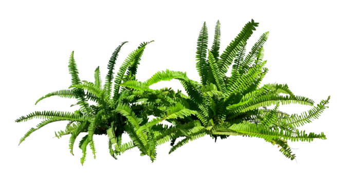 natural green fern bush isolated