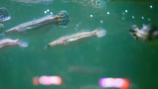 A school of Dwarf Snakeheads (Channa gachua) swim in an aquarium.