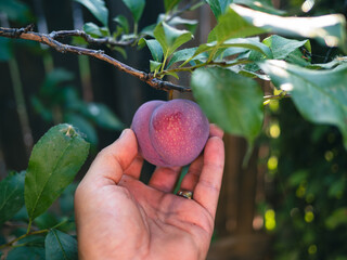 Hand Holding a Ripe Purple Plum on a Tree Branch