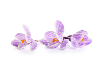 Obraz premium Beautiful Saffron flowers isolated on white background