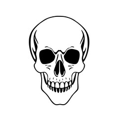 Fototapeta premium Human Skull Line Art: A stark monochrome illustration depicts a detailed human skull, showcasing its anatomical features in a simple yet striking vector drawing style.