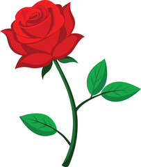 Fototapeta premium Vibrant red rose with green leaves on white background