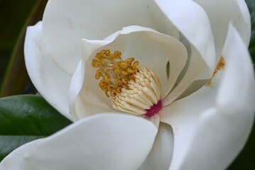 Magnolia grandiflora (Southern magnolia) flowers. The fragrant flowers bloom in summer, and the...