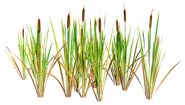 3D Rendering Bulrush Plants on White