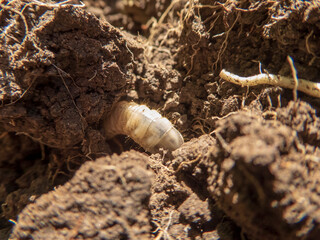White Grub Larva Buried in Rich, Dark Soil with Visible Roots
