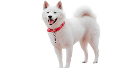 White Shiba Inu with Red Collar, isolated on transparent background