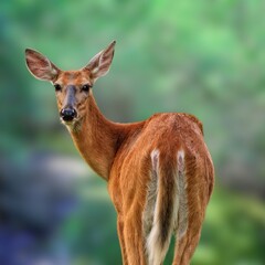 White-tailed Deer in Natural Forest Habitat – Graceful Wild Animal in Autumn Landscape

