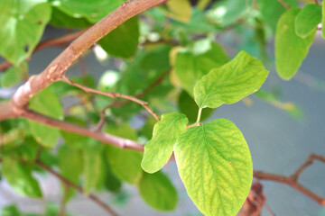 Close-Up of Quince Tree Leaves (Cydonia oblonga) in Natural Light