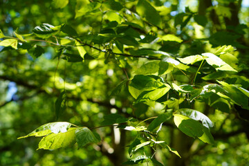 Close-Up of Box Elder Leaves (Acer negundo) in Natural Outdoor Setting