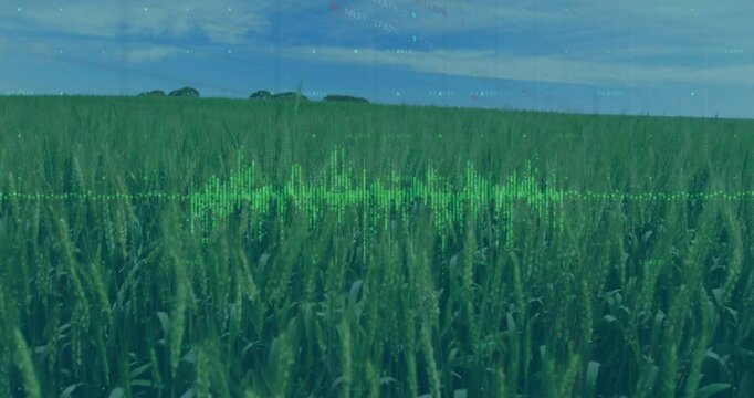 Waveform appearing above wheat stalks pulsing representing audio, tilting view, particles drifting