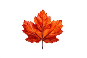 Fototapeta premium Vibrant autumn maple leaf, isolated